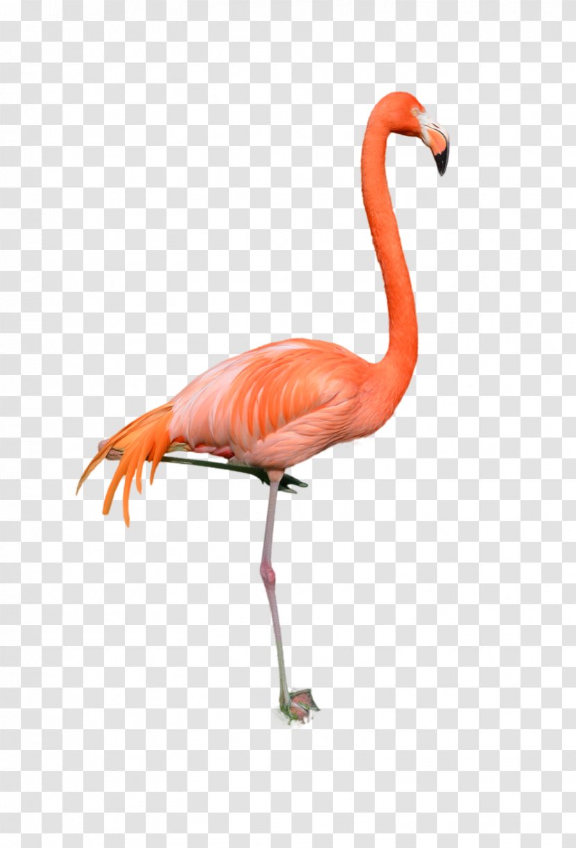 Stock Photography DeviantArt Bird - Deviantart - Flamingo Transparent PNG