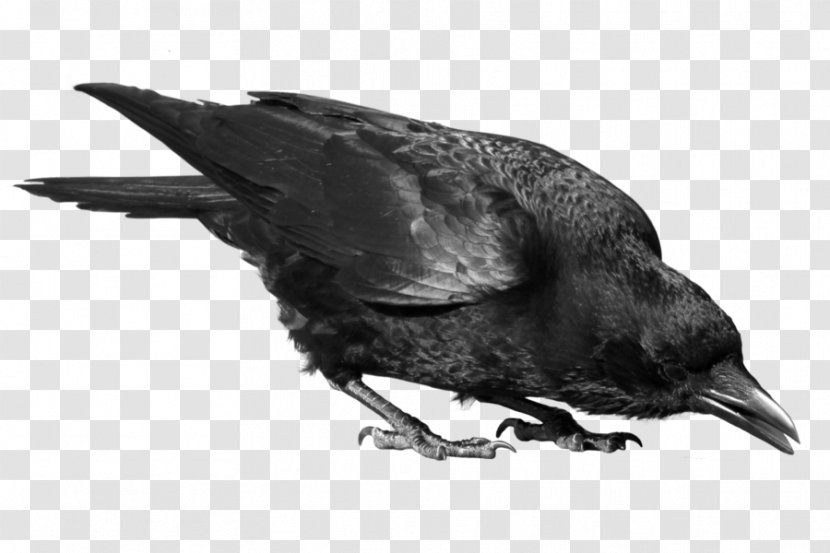 Common Raven Bird Clip Art - Perching - Black Crow Image Transparent PNG