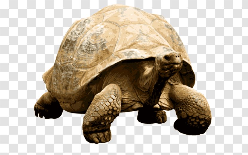 Turtle Giant Tortoise African Spurred Gopher Hermann's - Terrestrial Animal Transparent PNG