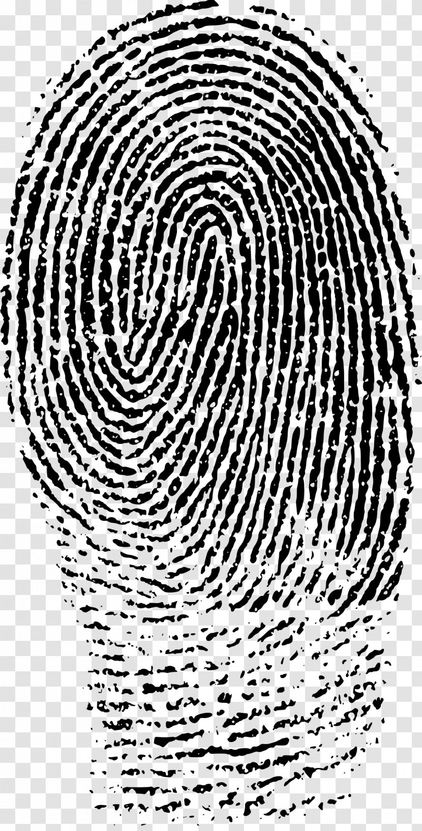 Fingerprint Evidence Forensic Science Crime Scene - Heart - Finger Print Transparent PNG