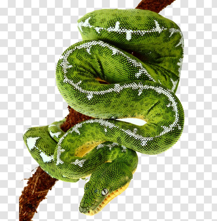 Smooth Green Snake Amazon Basin Emerald Tree Boa Boiga Dendrophila - Leaf Vegetable - Snakes Transparent PNG