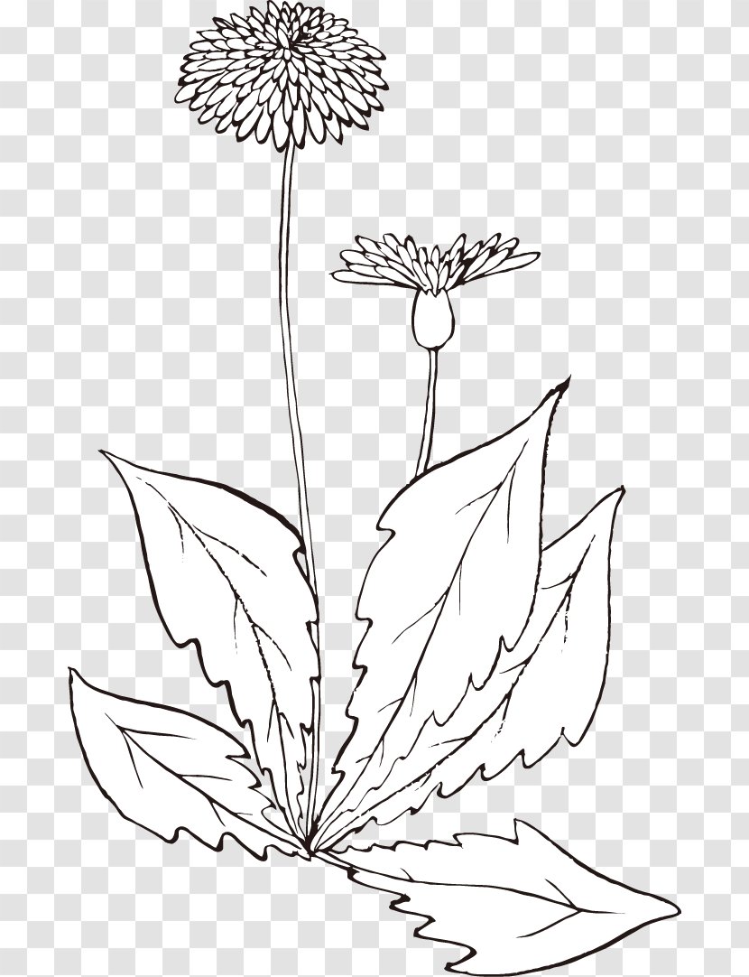 Flower Image Design Petal - Dandelion Transparent PNG