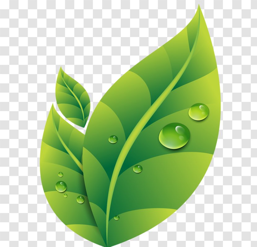 Dew Drop Leaf - Photography - Green Leaves Transparent PNG