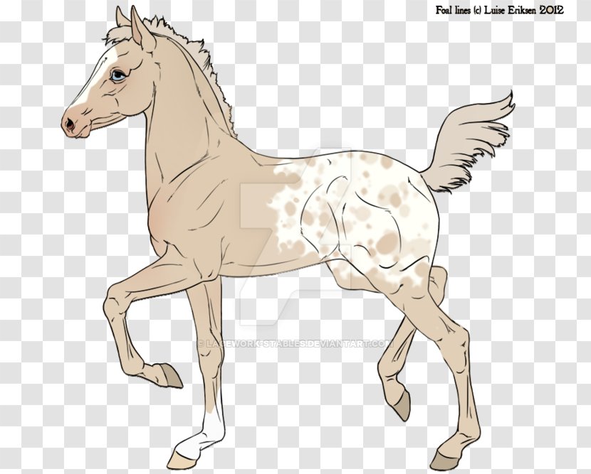 Mule Foal Bridle Stallion Colt - Fauna - Mustang Transparent PNG