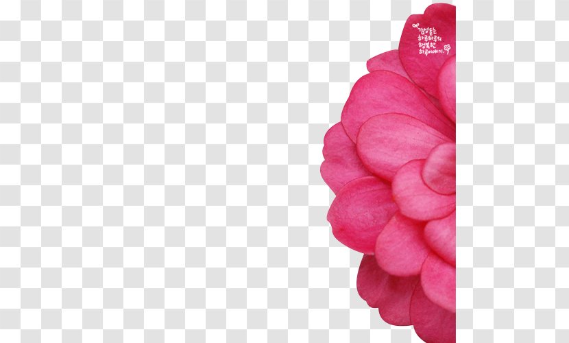 Telephone Flower Software - Red Romantic Dream Petal Material Transparent PNG