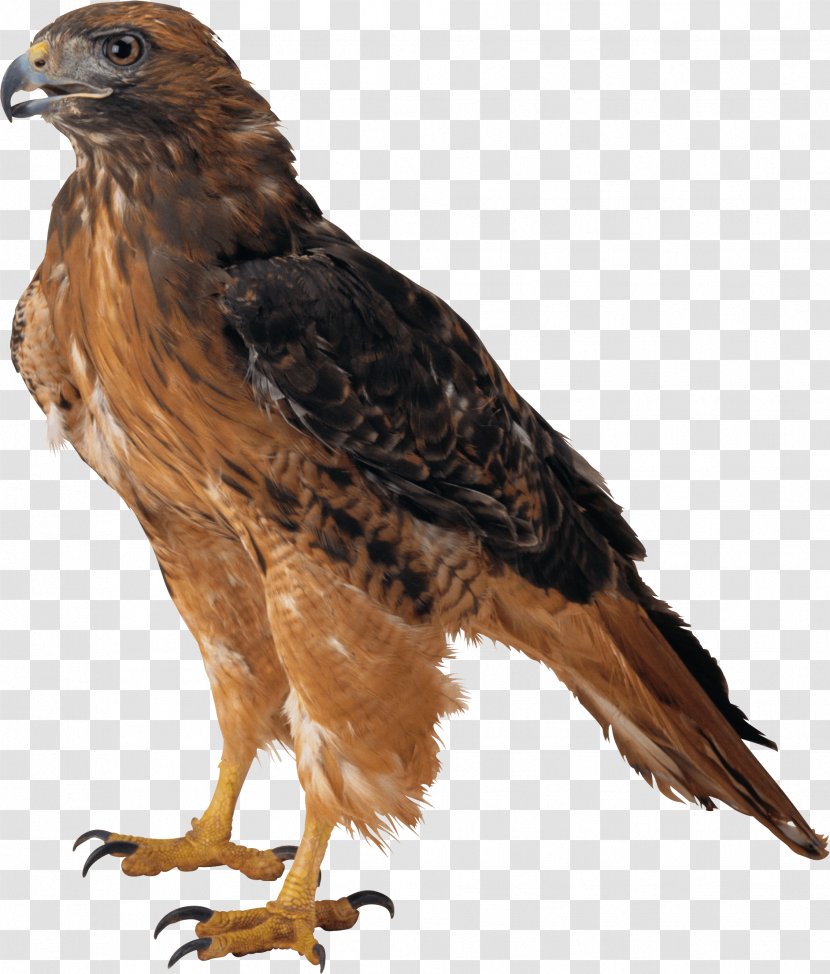 Eagle Clip Art - Falcon - Image Download Transparent PNG