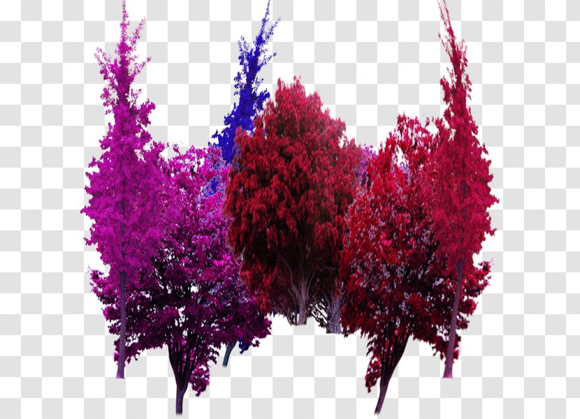 Tree Garden Computer File - Branch - Color Trees In Kind Transparent PNG