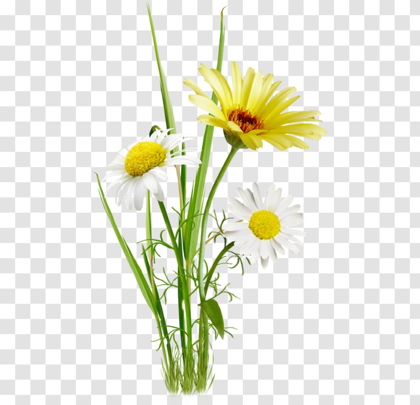 Oxeye Daisy Photography Flower - Yellow Transparent PNG