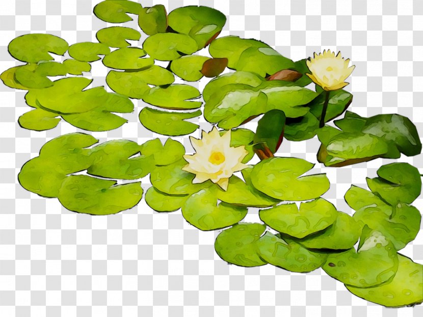 Flower Aquatic Plants - Plant Transparent PNG