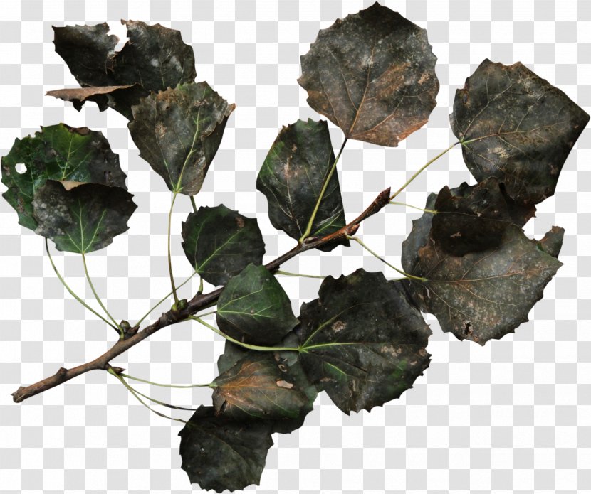 Leaf Plant Wreath - Eucalyptus Transparent PNG