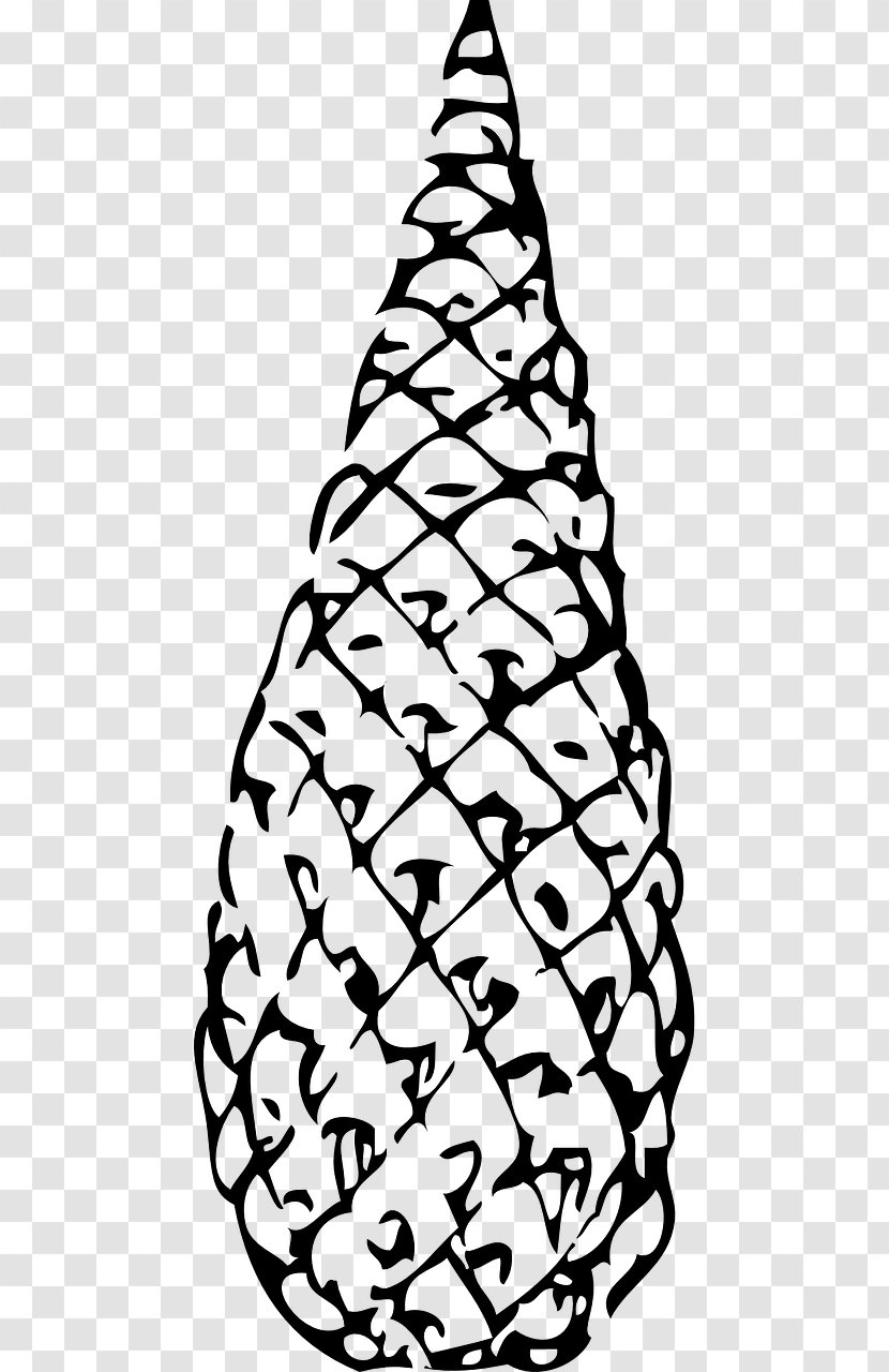Spruce Fir Conifer Cone The Life Cycle Of A Pine Tree Conifers - Family Transparent PNG
