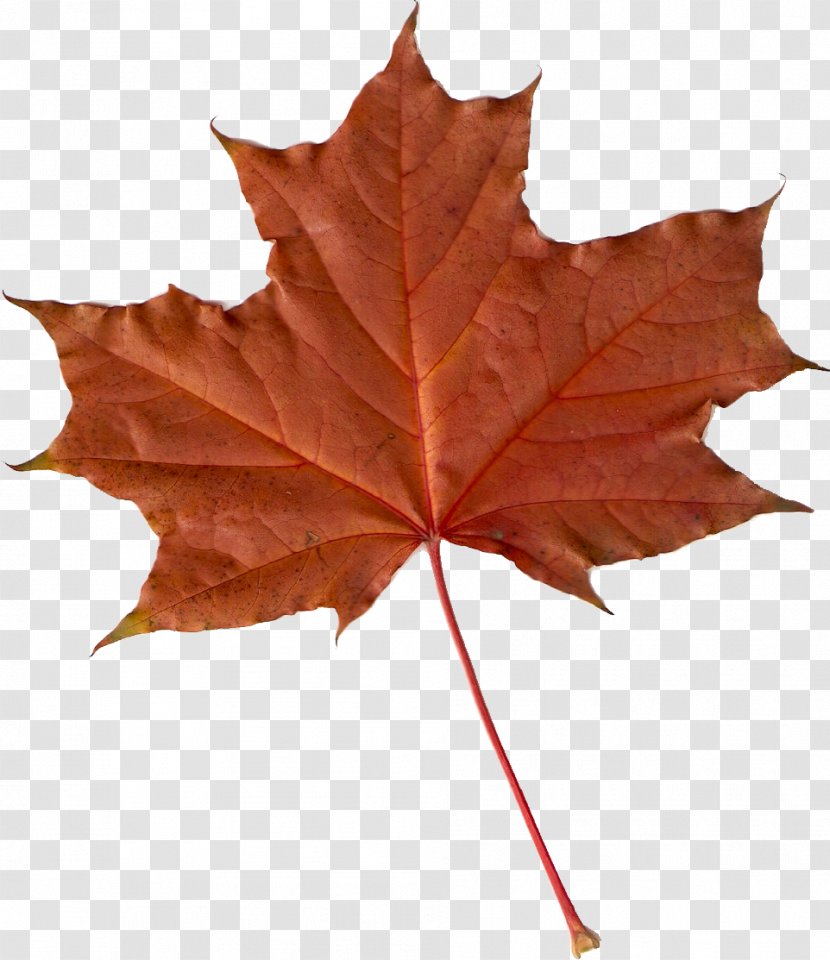 Maple Leaf Fractal Autumn Leaves Tree Transparent PNG