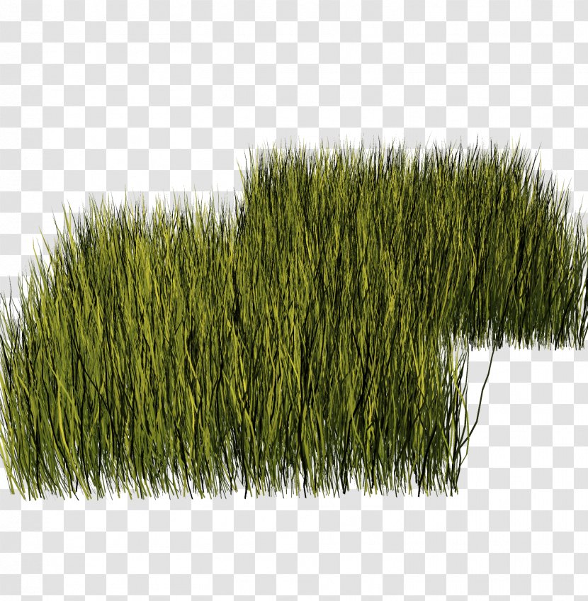 Lawn Vegetation Meadow Herbaceous Plant Garden - Grass Transparent PNG