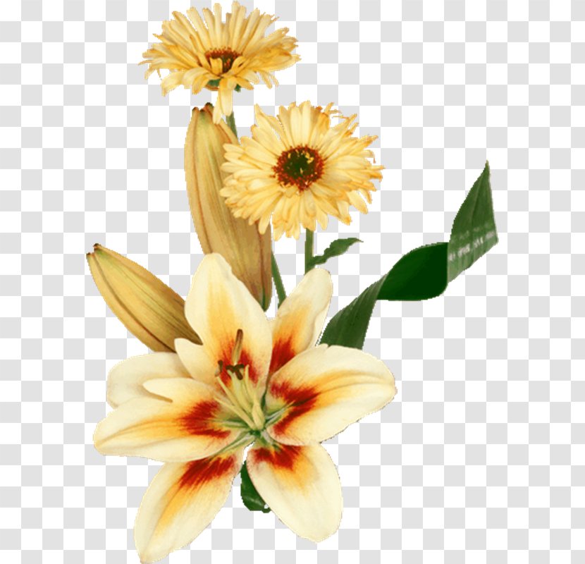 Image Photograph Flower Desktop Wallpaper - Daisy Family - El Transparente Style Baroque Transparent PNG