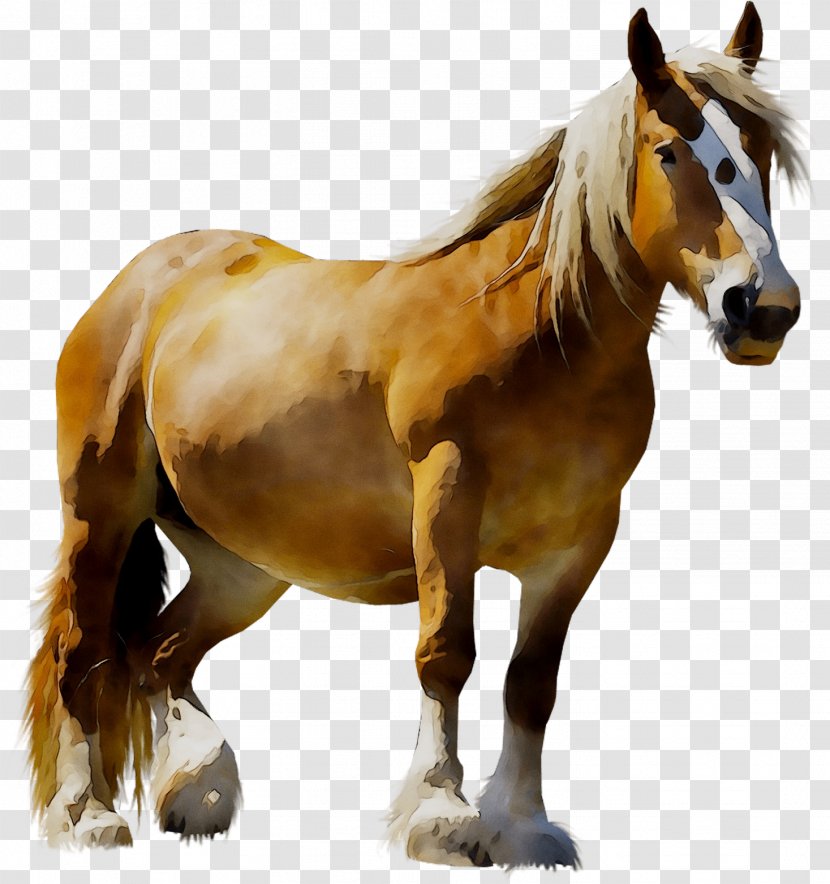 LAGOS ZOO Mustang Pony Animal - Lagos - Mammal Transparent PNG