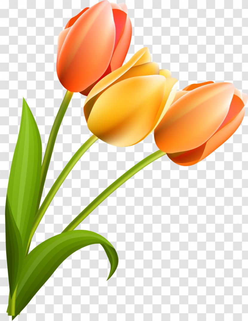 Tulip Cut Flowers Flowering Plant Liliaceae Transparent PNG