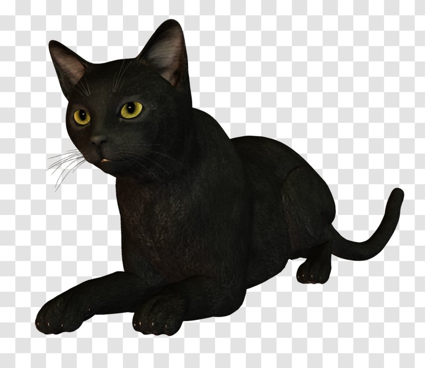Bombay Cat Burmese Korat Malayan Kitten - Cote Sign Transparent PNG