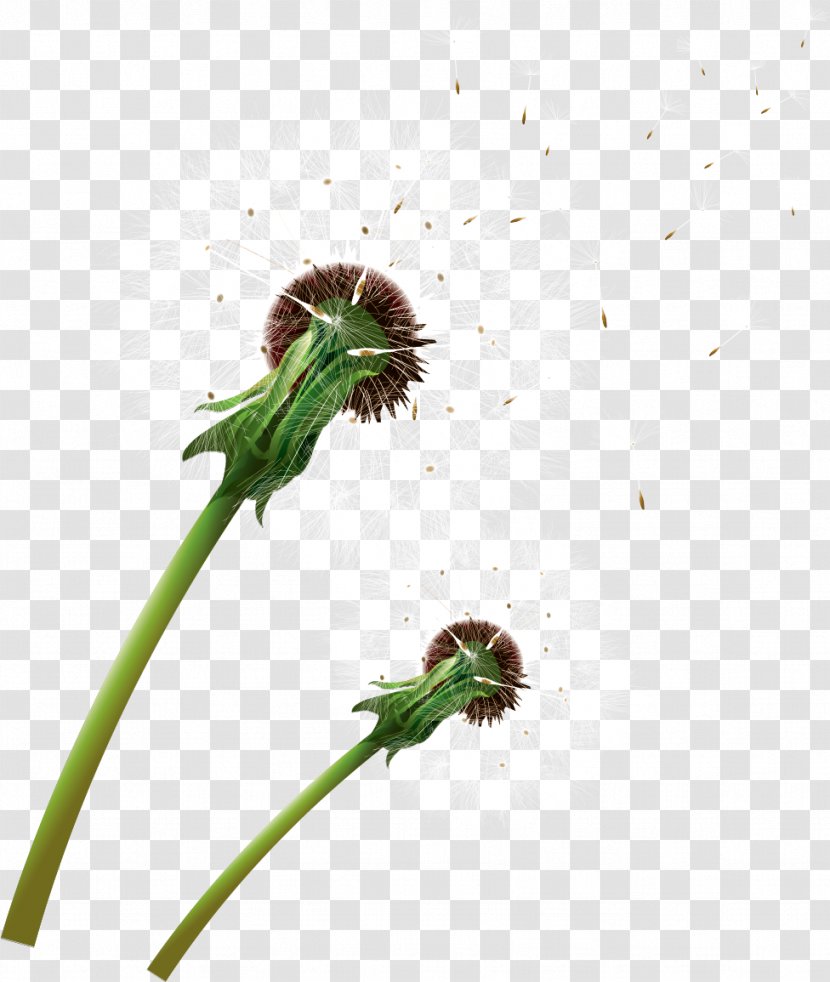 Dandelion Insect Plant LiveInternet Invertebrate - Larva Transparent PNG