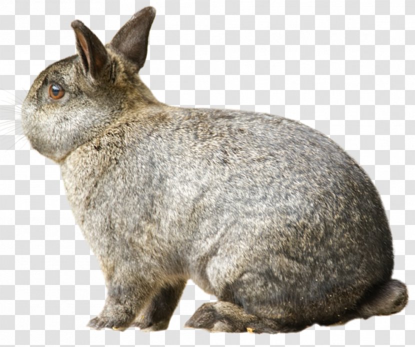 Domestic Rabbit European Hare Chase Bank DeviantArt - Stock Photography Transparent PNG