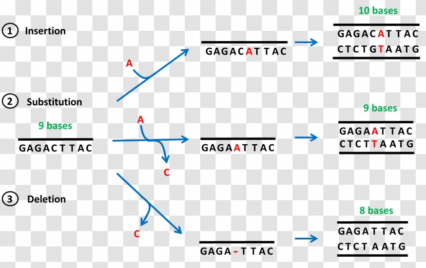 Frameshift Mutation Point Deletion DNA - Plot - Nucleotide Transparent PNG