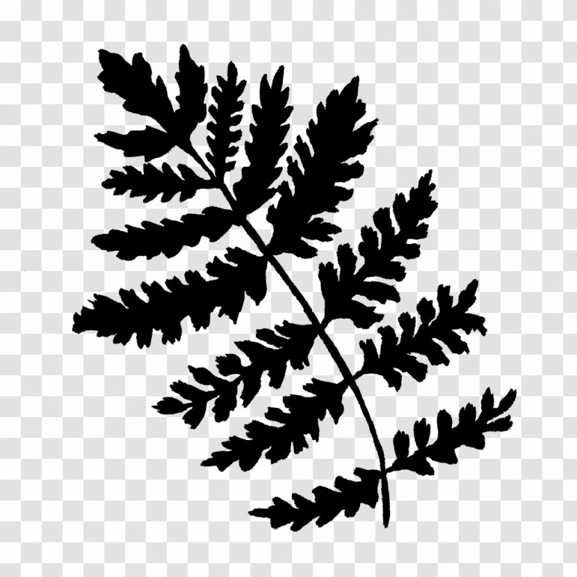 Black & White - Fern - M Pine Leaf Font Plant Stem Transparent PNG