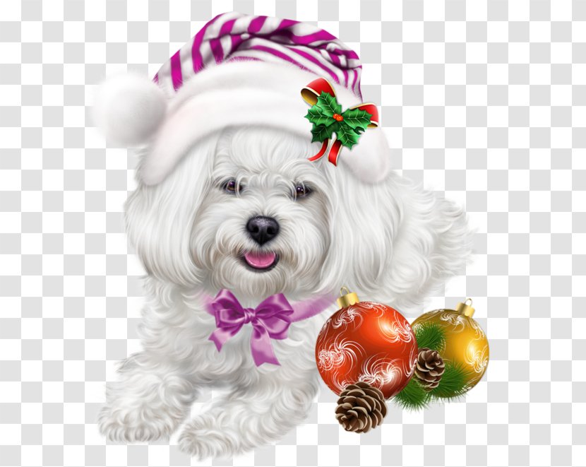 Maltese Dog Shih Tzu Lhasa Apso Puppy Havanese Transparent PNG