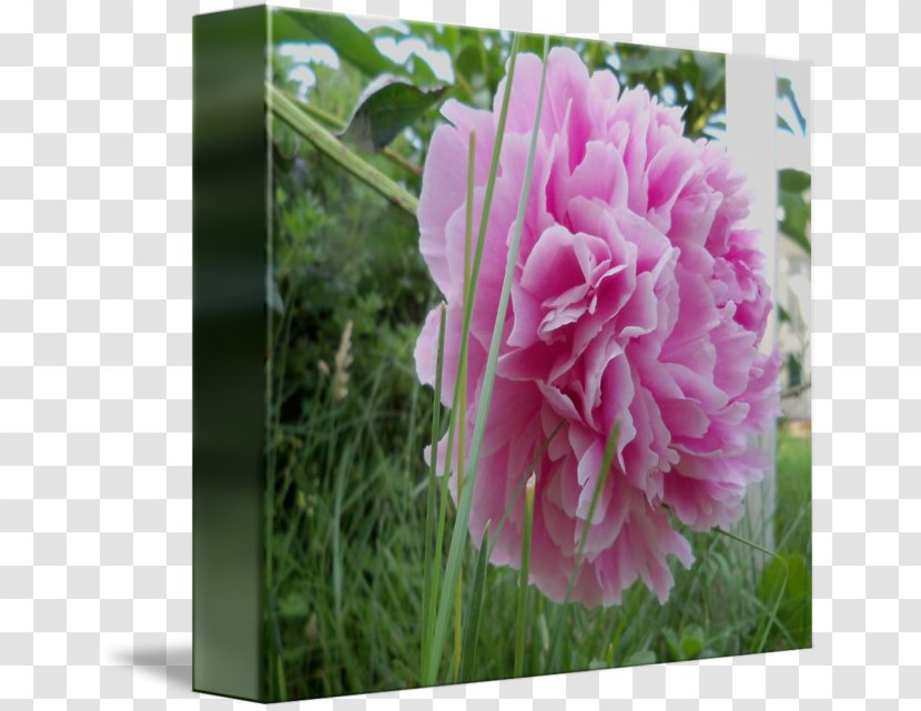 Cabbage Rose Peony Herbaceous Plant Petal Pink M - Pnk Transparent PNG