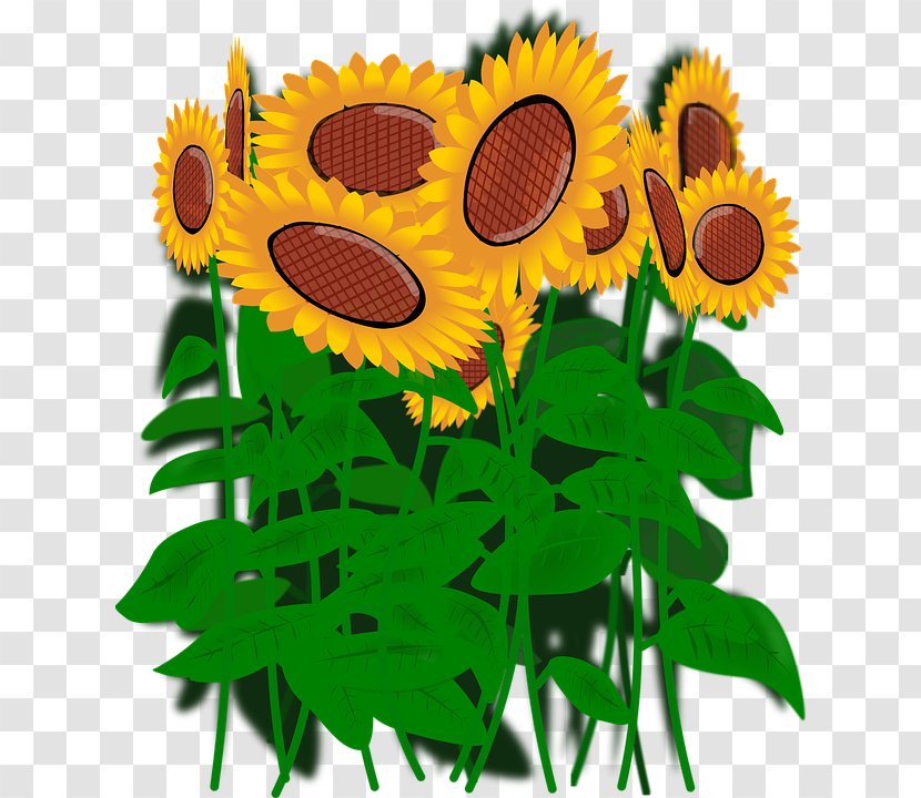 Common Sunflower Clip Art - Seed - Kwiatysloneczniki Transparent PNG