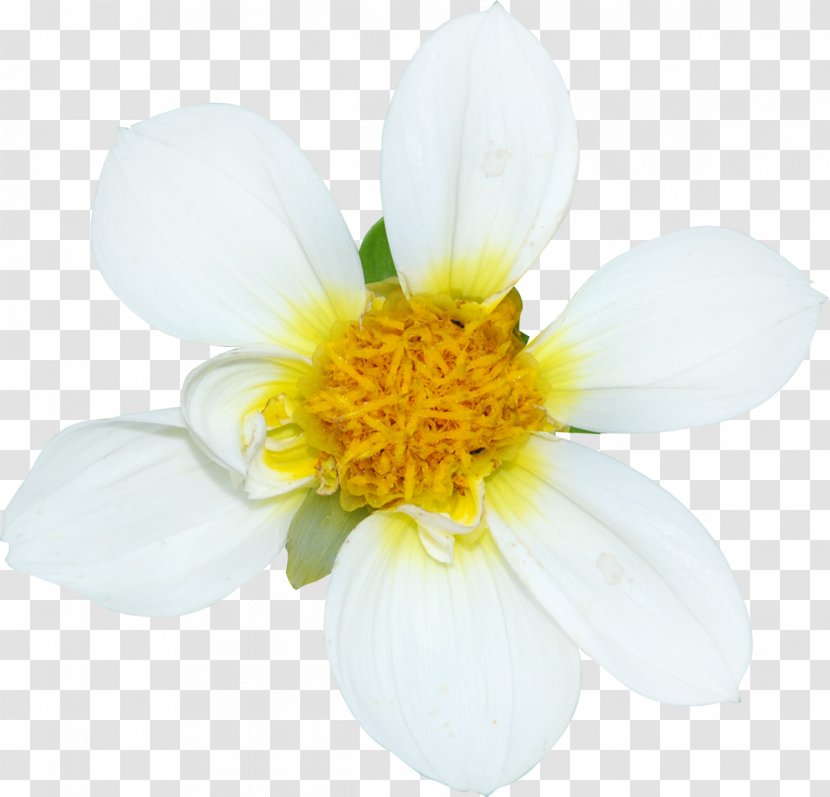 Cut Flowers Petal White - Flower Transparent PNG
