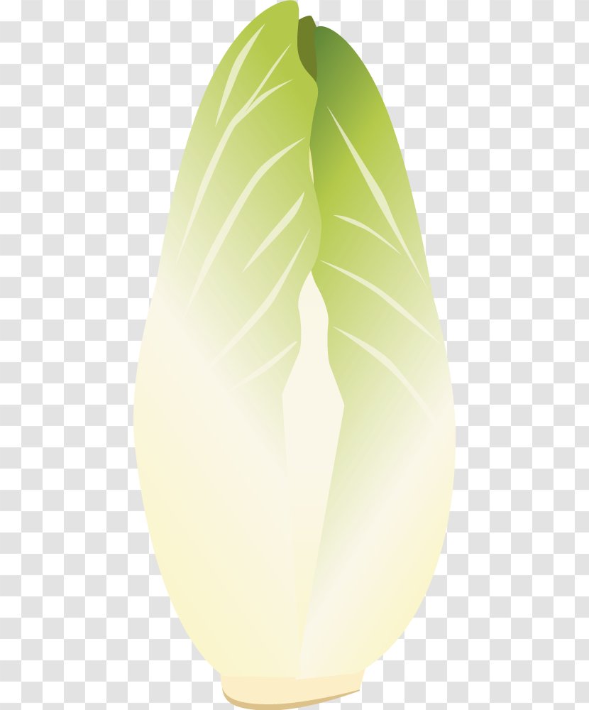 Chicory Spindle Apparatus Vegetable Leaf Illustration - Hand-painted Cabbage Transparent PNG