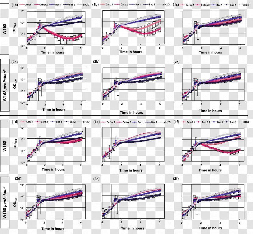 Cancer International Genetically Engineered Machine Growth Inhibition Experiment Beta-lactamase - Parallel - Bacitracin Transparent PNG