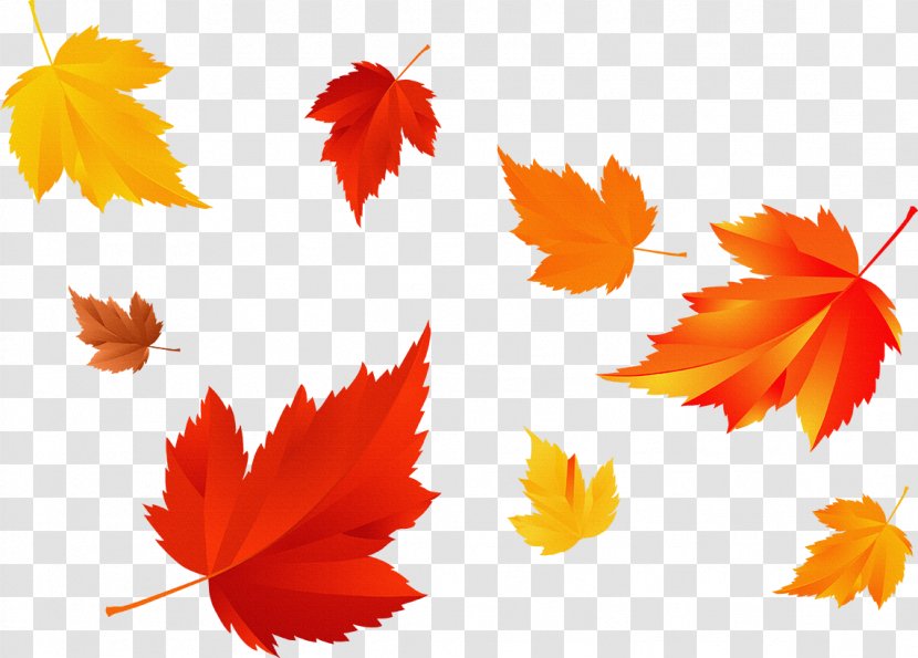 Autumn Leaf Color Photography Season - Keyword Tool - Fall Transparent PNG