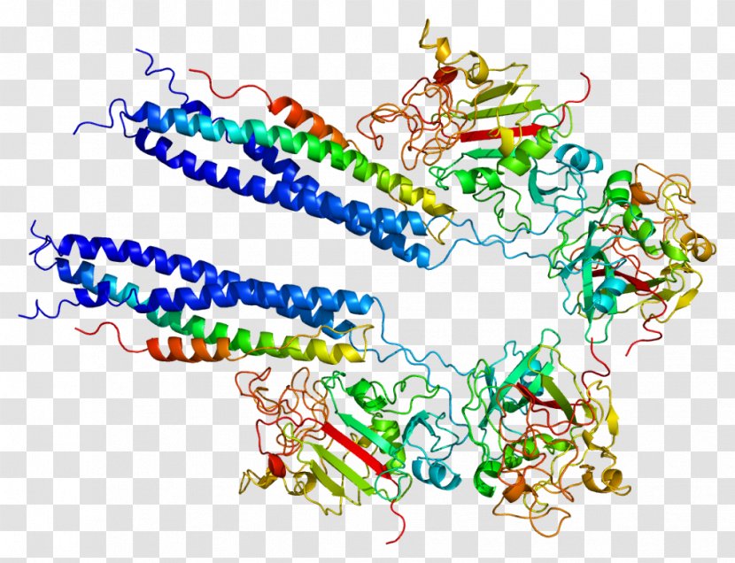 Fibrinogen Alpha Chain Protein Thrombopoietin - Area - Molecular Deductible Transparent PNG