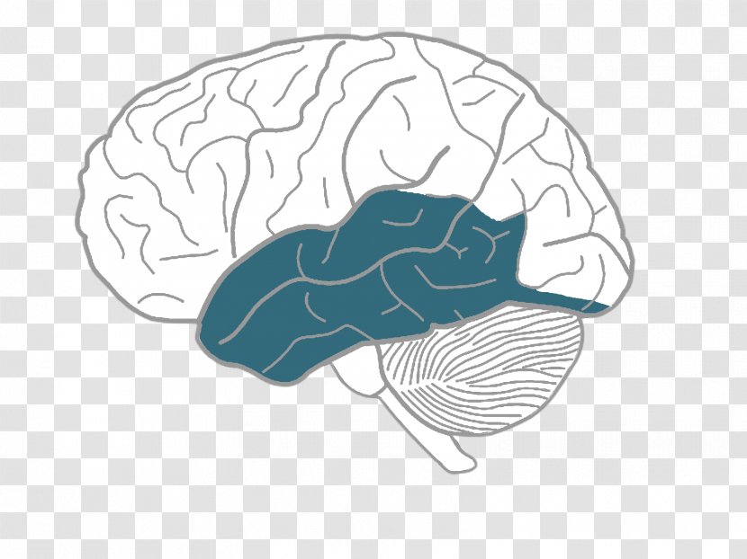 Human Brain Drawing Sketch - Silhouette - On The Transparent PNG