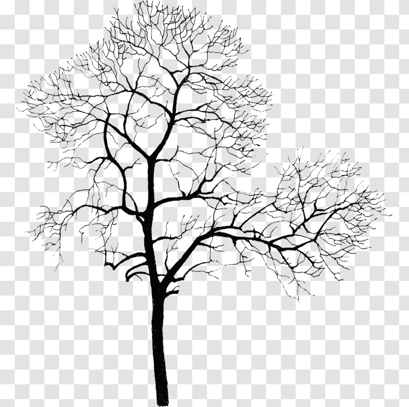Tree Computer File - Monochrome - Withered Park Transparent PNG