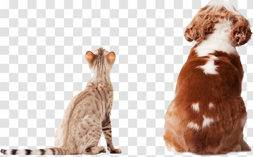 Cat Dog Stock Photography Pet Insurance - Veterinarian - And Transparent PNG