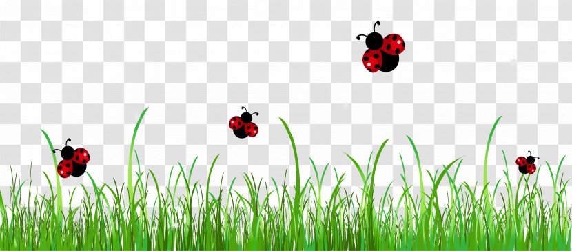 Ladybird Clip Art - Meadow - Free Cliparts Ladybugs Transparent PNG