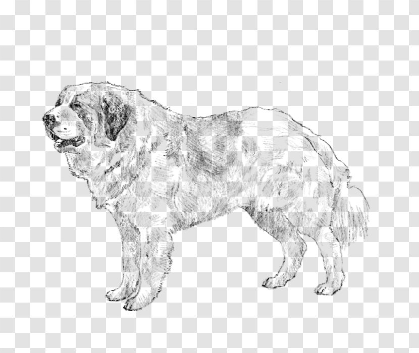 Ancient Dog Breeds Polish Tatra Sheepdog Sporting Group Retriever - Labrador Coat Colour Genetics Transparent PNG