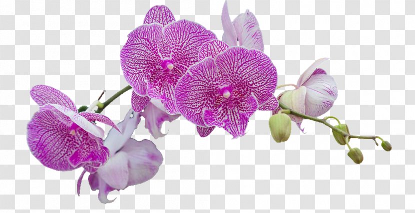 Moth Orchids Flower Purple Petal - Sepal - A Cherry Tree Transparent PNG