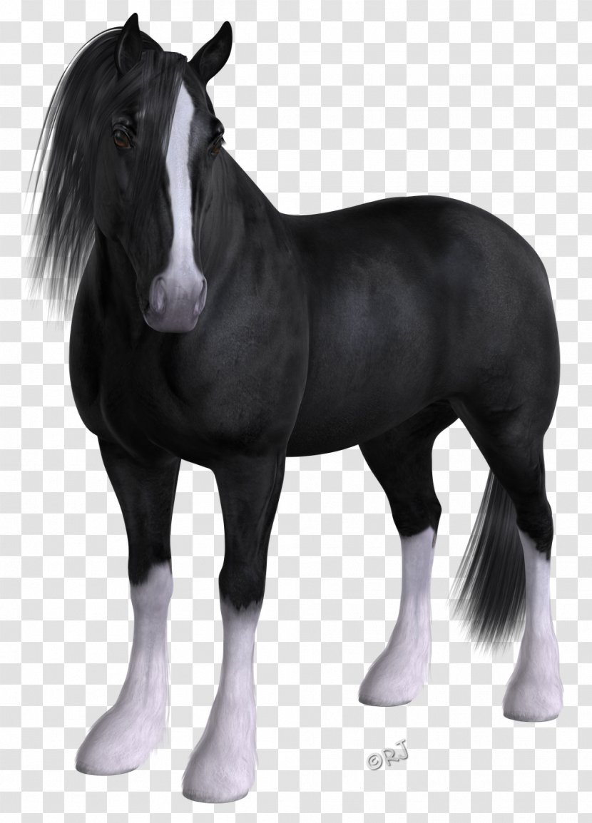 Mustang Foal Mare Stallion Pony - Horse Transparent PNG