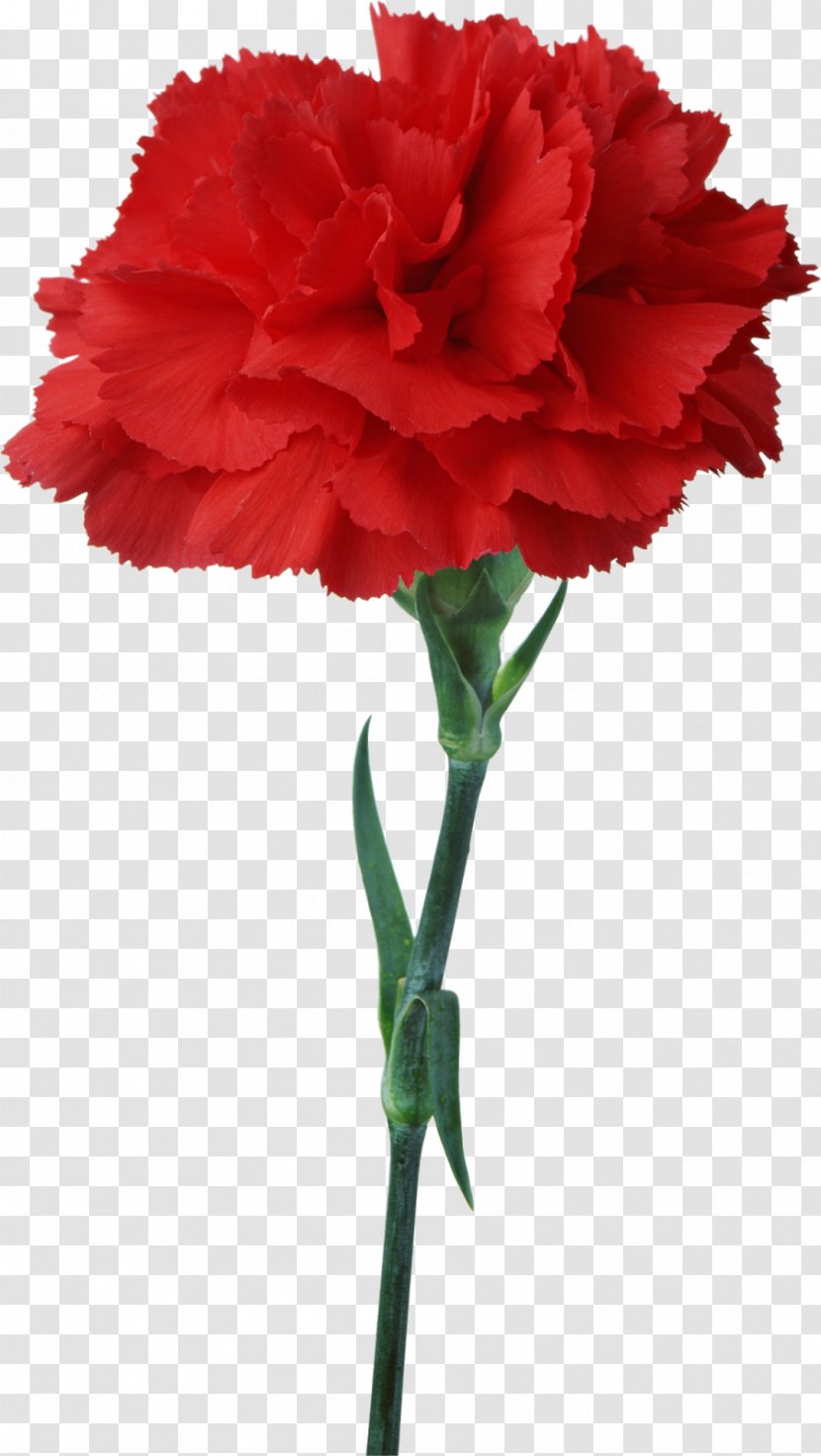 Carnation Flower Red Floristry Clip Art - Whorl - Mother's Day Transparent PNG
