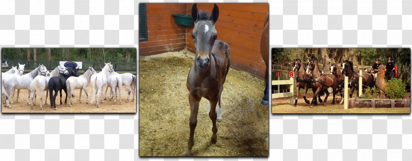 Farm Tours Of Ocala Stallion Thoroughbred American Quarter Horse Arabian - Equestrian Centre Transparent PNG