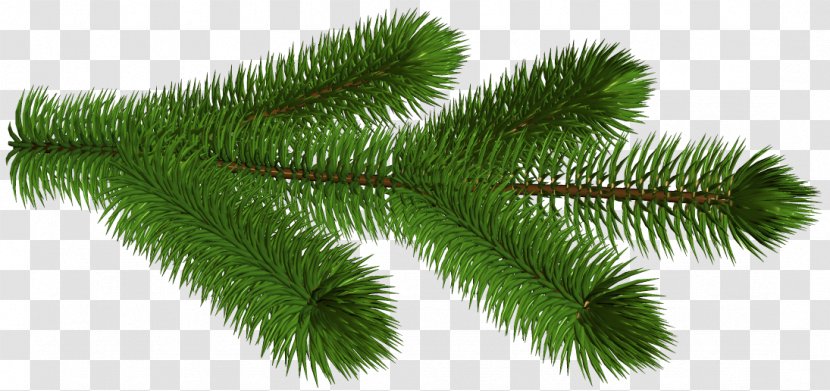 Pine Conifer Cone Clip Art - Plant - Transparent Branch 3D Clipart Picture Transparent PNG