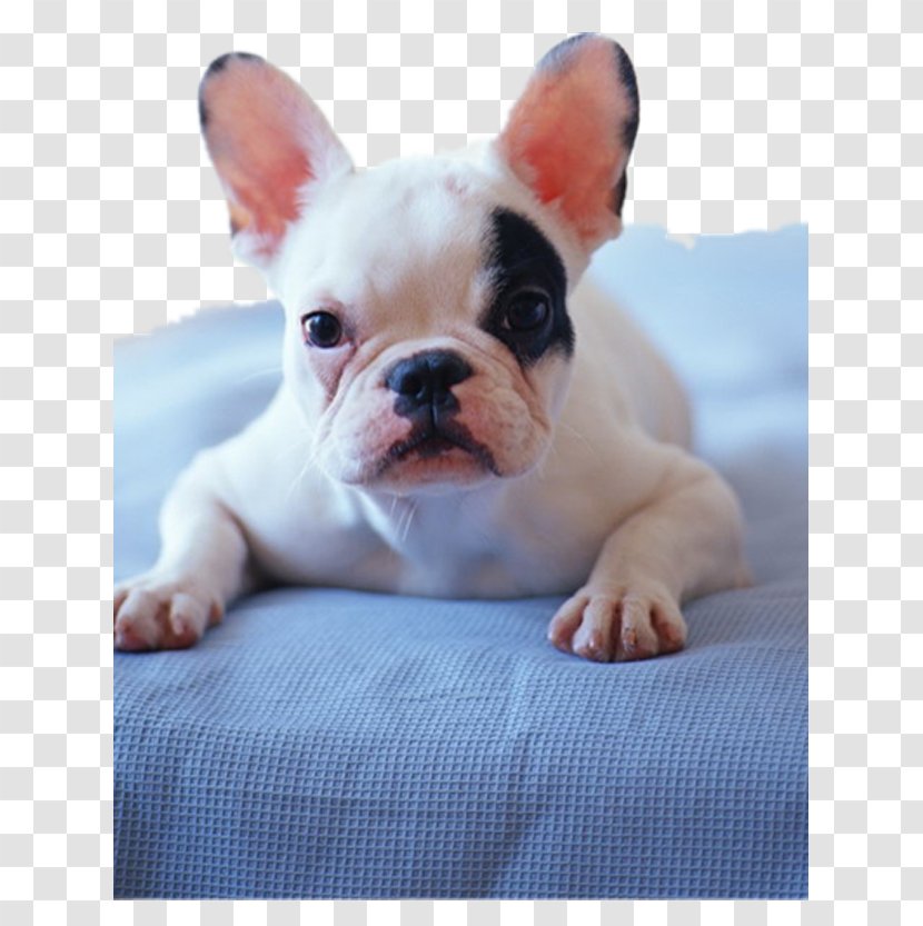 Chihuahua Pug Maltese Dog French Bulldog - Breed - Bed Transparent PNG