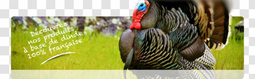 Meleagrididae Hindicilik Chicken Amerikan Bronz Bird - Gaziantep - Halal Hui Transparent PNG