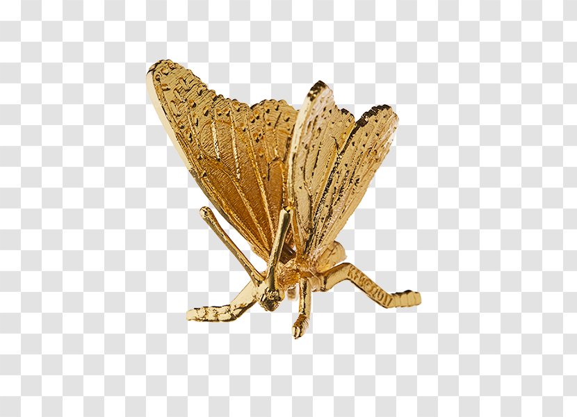 Butterfly Canberra Shepparton Gold Plating - Monarch - Gold-plated Transparent PNG