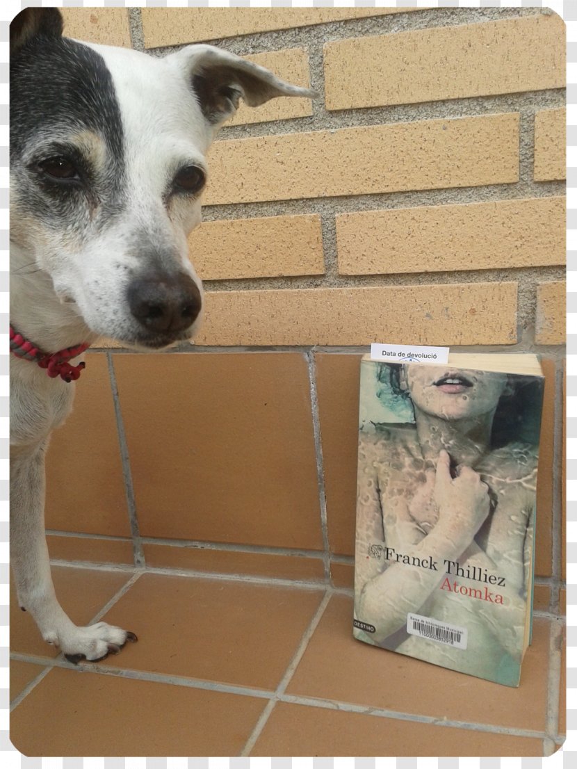 Dog Breed Atomka Street Animal Shelter - Book Transparent PNG