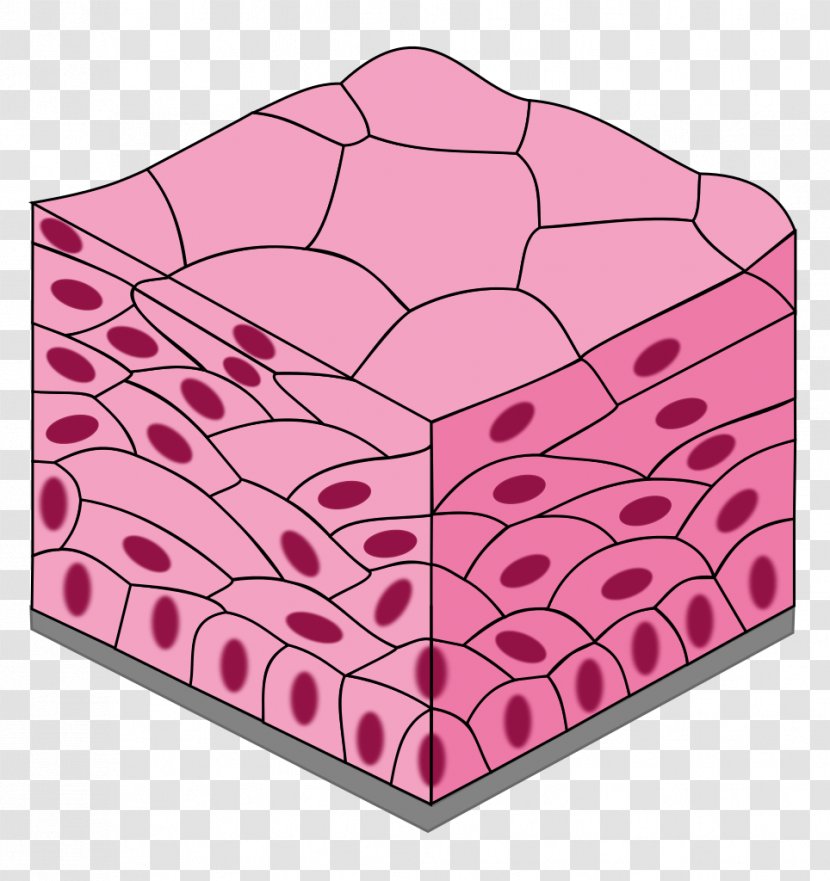 Simple Squamous Epithelium Cuboidal Columnar Stratified - Pink Transparent PNG