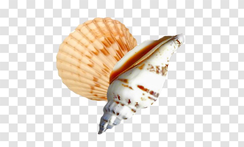 Cockle Seashell Conchology Sea Snail - Molluscs Transparent PNG