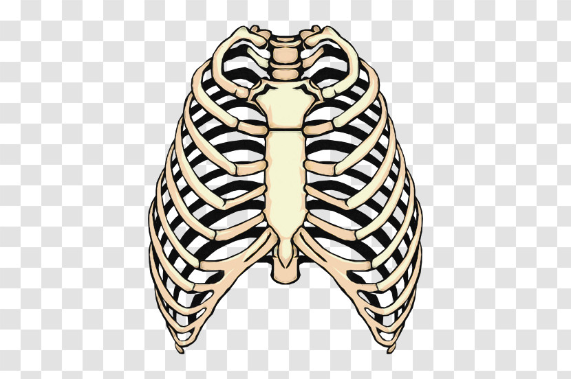 Rib Rib Cage Spare Ribs Anatomy Human Rib Cage Transparent PNG